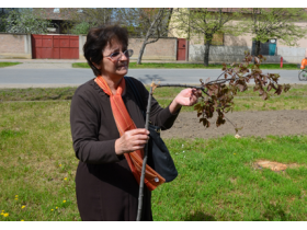 Vandalizam u Kupinovu